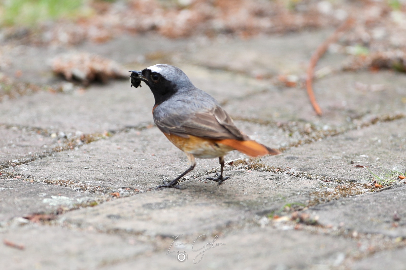 1DX45903 04 juni 2022 1208 50